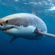 Image for article titled New Study Confirms Sharks Just Really Angry Dolphins